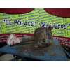 Recambio de diferencial delantero para ford explorer 4.0 v6 cat referencia OEM IAM   