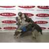 Recambio de brazo suspension inferior delantero derecho para nissan terrano/terrano.ii (r20) avenue referencia OEM IAM   