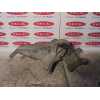 Recambio de soporte cambio para bmw mini (r50,r53) 1.6 16v cat referencia OEM IAM   