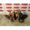 Recambio de turbocompresor para ssangyong korando 2.9 turbodiesel cat referencia OEM IAM 531610150  