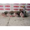 Recambio de turbocompresor para ford escort berlina/turnier 1.8 turbodiesel referencia OEM IAM 96FF6K682AA  