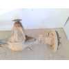 Recambio de puente trasero para nissan patrol (k/w160) familiar (w160) referencia OEM IAM   