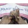 Recambio de caja cambios para ford fiesta (cbk) 1.3 cat referencia OEM IAM 2S6R7002MC  