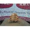 Recambio de diferencial trasero para mercedes-benz clase m (w163) 320 (163.154) referencia OEM IAM 4460060031 2982120263 