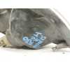 Recambio de piloto delantero izquierdo para nissan almera (n15) gx referencia OEM IAM   
