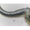Recambio de tubo para volkswagen golf v berlina (1k1) gt sport referencia OEM IAM 1K0612041FL  